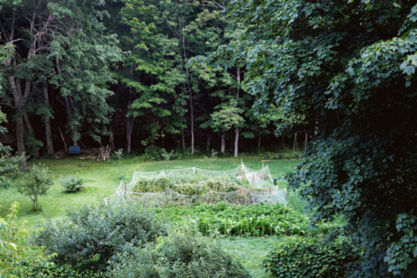 Declan O’Dowd, Garden 13- Tobacco Plants with Netting (2011)