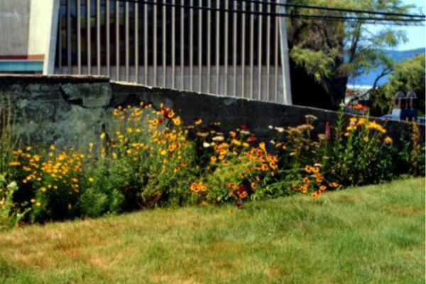 Mike MacDonald’s original Butterfly Garden at MSVU (late 1990s)
