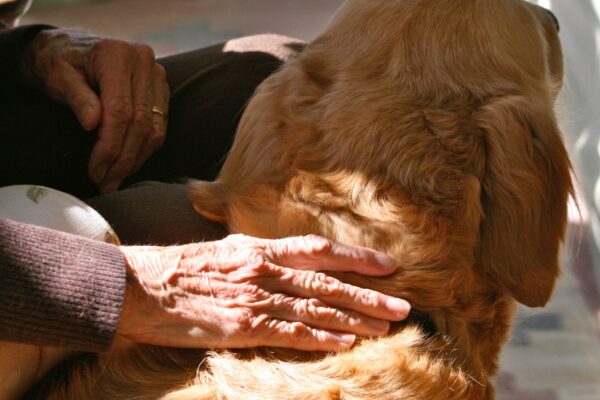 Photograph of the back of a golden retriever, who is being pet by an elderly person's hand.