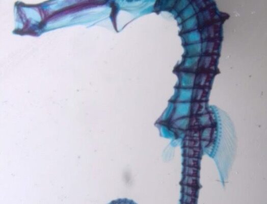 A microscope slide image of a seahorse dyed in shades of blue and purple.